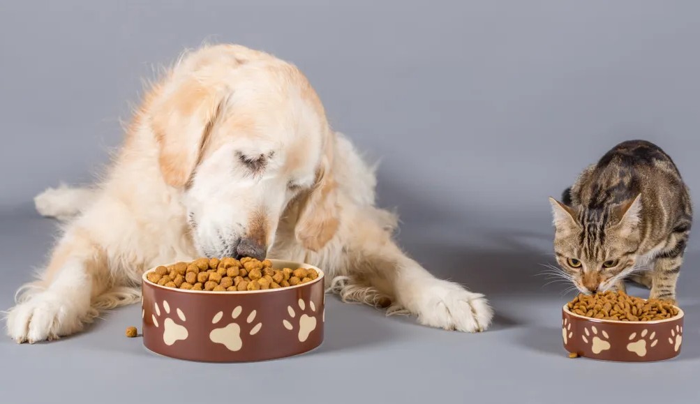 Discover the Best Pet Food i...